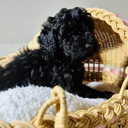 Boy 1 - Black male Poodle puppy in Rockvale, Tennessee from Cosmic Chinese Cresteds & Wind-Echo Poodles