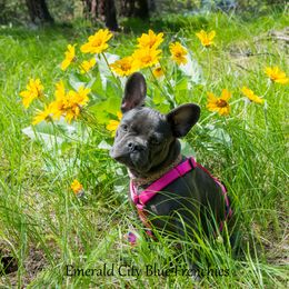 Crystal  - French Bulldog