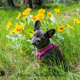 Crystal  - French Bulldog