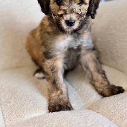 Larry - Sable male Goldendoodle puppy in Twin Falls, Idaho from Burrow & Bone