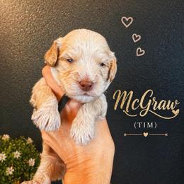 McGraw (Tim) - Caramel cream male Australian Labradoodle puppy in Millville, California from Hope Lane Kennels
