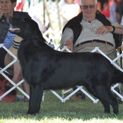Denny - Flat-Coated Retriever