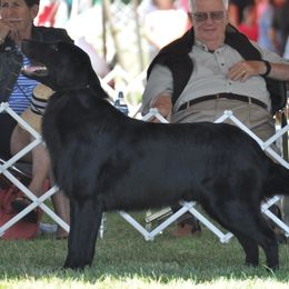 Denny - Flat-Coated Retriever