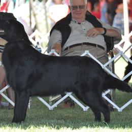 Denny - Flat-Coated Retriever