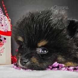 Pepper's I Bet My Life - Black and tan male Pomeranian puppy in Plant City, Florida from Pepper's Pomeranians