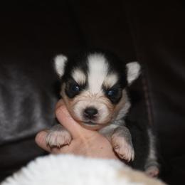 Badger - Black and white male Pomsky puppy in Coos Bay, Oregon from Ocean View Pomskies