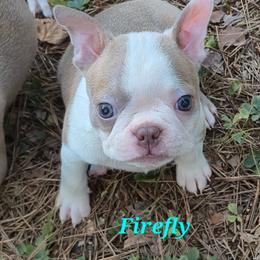 Firefly - Lilac female Boston Terrier puppy in Griffin, Georgia from Celtic Performance Bostons