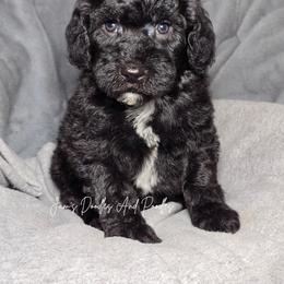 Aussiedoodle, Bernedoodle, Cockapoo, Miniature Australian Shepherd, Poodle, and Sheepadoodle Puppies from Jam's Doodles And Poodles