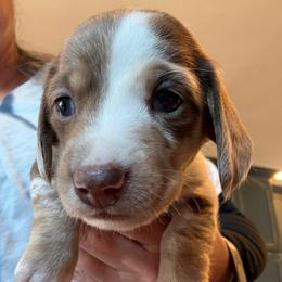 Fiona-chocolate and cream piebald dachshund - Piebald female Dachshund puppy in El Cajon, California from Lisa Buxton