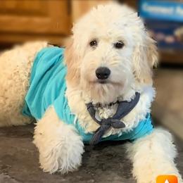 Pixie - Goldendoodle