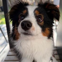 Peanut - Black tri male Miniature American Shepherd puppy in Santa Rosa, California from BennettValleyAussies