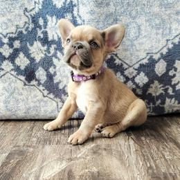 Purple collar - Fawn male French Bulldog puppy in Tariff, West Virginia from Frenchies WV
