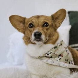 Pembroke Welsh Corgis from Kates Corgis