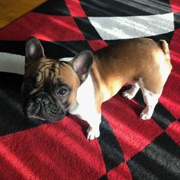 French Bulldog Puppies from Legend French Bulldogs
