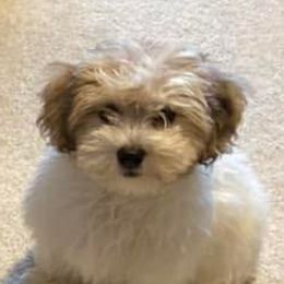 Havapoos from Growing by 4 Paws Doodles Cadillac