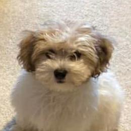 Havapoos from Growing by 4 Paws Doodles Cadillac