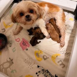 Shihpoo puppies from Jenny La Bone