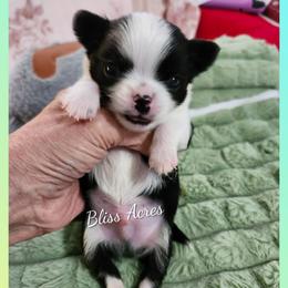 Domino - Black and white male Chihuahua puppy in Ponca City, Oklahoma from Bliss Acres Farm