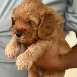 Miles - Red male Australian Labradoodle puppy in Ocala, Florida from Vinton Valley Australian Labradoodles