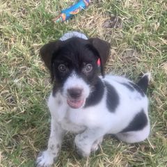 German Wirehaired Pointer Puppies from Hullabaloo Kennels
