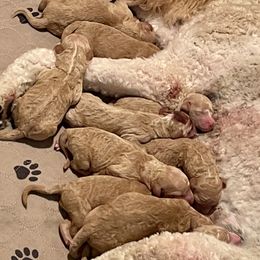 Goldendoodles from Scout-A-Doodle Doo