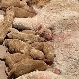 Goldendoodles from Scout-A-Doodle Doo