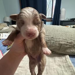 Dark Green - Red merle male Australian Shepherd puppy in Bethel, Minnesota from Aussie Tree-O