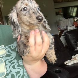 Jewel - Dapple female Dachshund puppy in Mountain Home, Arkansas from Furry Friends Kennel