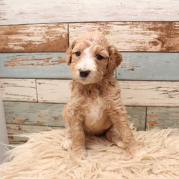 Goldendoodle Puppies from Two Ps in a Pod