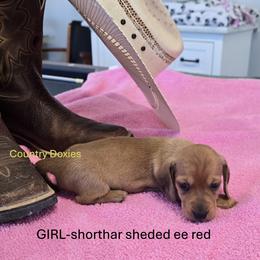 Cutie - Red female Dachshund puppy in Cedar City, Utah from Country Doxies