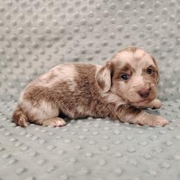 Puppy 2 - Fawn (isabella) and tan male Dachshund puppy in Krum, Texas from Dots N Spots Dachshunds