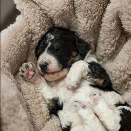 Violet - Tri-color female Bernedoodle puppy in Delta, Pennsylvania from KEE Bernedoodles