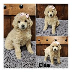 Elsa - Cream female Poodle puppy in Elma, Washington from Joyful Paw Poodles