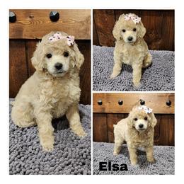 Elsa - Cream female Poodle puppy in Elma, Washington from Joyful Paw Poodles