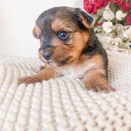 Yorkshire Terrier Puppies from Elaine’s Pup Co.