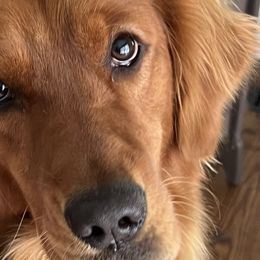 Fiona - Golden Retriever