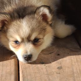 Pomsky Puppies from VooDoux Farms