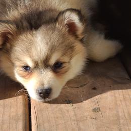 Pomsky Puppies from VooDoux Farms