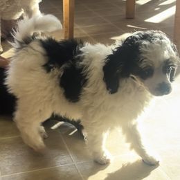 Poodle Puppies from Eagleridge Mini Poodles