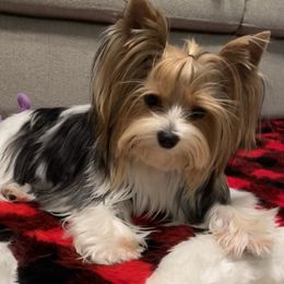 Charlotte - Biewer Terrier