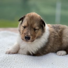 Girl - Purple collar - Sable and white female Collie puppy in Boonville, Indiana from M&J Country Kennels