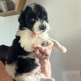 Goldendoodle Puppies from Fiala Goldendoodles