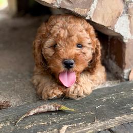 Snickers - Red male Cockapoo puppy in Pledger, Texas from Sugarbear Cockapoos
