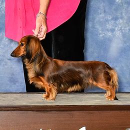 Tasha - Dachshund