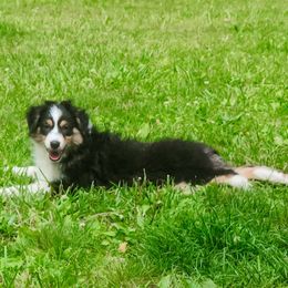 Sherry - Black tri-color female Australian Shepherd puppy in Auburn, Pennsylvania from Lake Daze