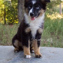 Cedar - Black tri-color male Australian Shepherd puppy in Grapeland, Texas from Smokin K Aussies