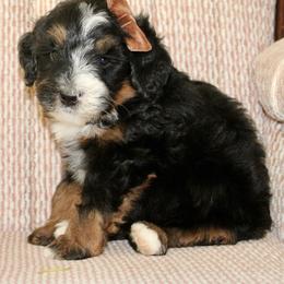 Onyx - Tri-color male Bernedoodle puppy in Apple Creek, Ohio from Cuddle Paws