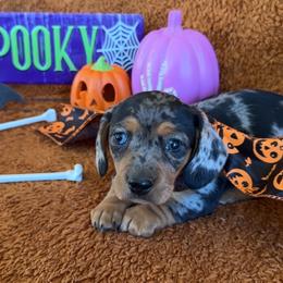 Nova - Dapple female Dachshund puppy in Conroe, Texas from Wade’s Teenie Weenies