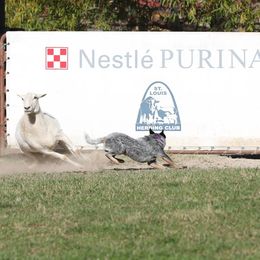 Vixen - Australian Cattle Dog