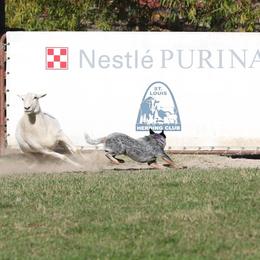 Vixen - Australian Cattle Dog